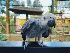 -吉隆坡雀鸟公园
