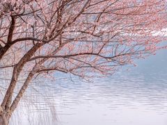 -洋湖国家湿地公园