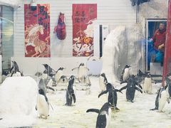 -大连圣亚海洋世界