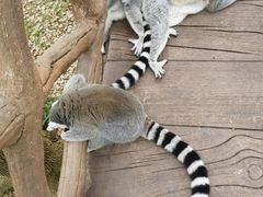 -上海野生动物园