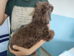 -瑞派福兴宠物医院犬猫全科·骨科·中西医结合(河东店)