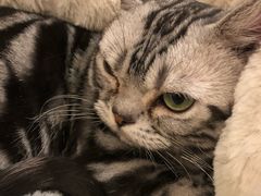 -猫大福·Fortune Cat猫舍(百子湾店)