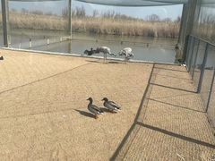 -盐城丹顶鹤湿地生态旅游区