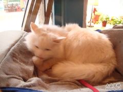 -Babycat私家御饼屋(龙头路一店)