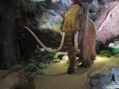 -抚顺煤矿博物馆