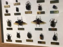 -上海昆虫博物馆