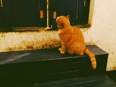 -Sirena海妖日咖夜酒