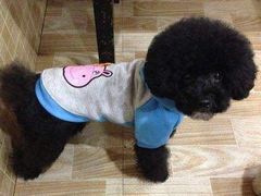 -沐沐家宠物(成寿寺店)