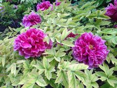 iphone_upload_pic-景山公园