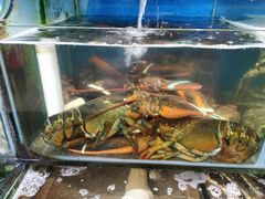 加拿大龙虾-蚝专家(北滘店)
