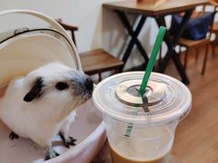 -楼上猫咖(罗湖店)