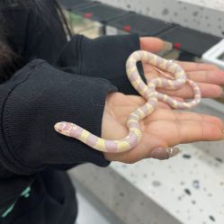 -Moni星球萌宠·小马宝莉·灵蛇·高端高阶全萌宠互动体验俱乐部(红豆国际广场店)