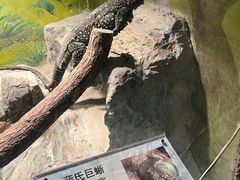 -上海大自然野生昆虫馆(东方明珠·爬宠昆虫探索中心)
