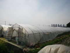 -小鱼草莓采摘园农家乐·小鱼餐厅
