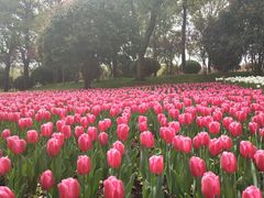 -上海鲜花港