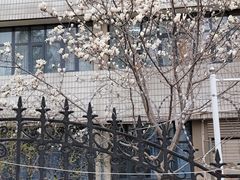 -桃花堤公园