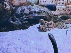 -暹罗海洋世界