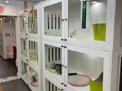 -青奢宠物·青奢猫舍