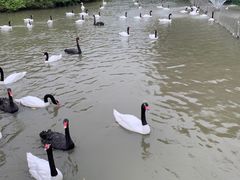 -广州长隆飞鸟乐园