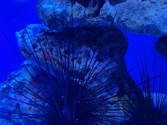 -上海海洋水族馆