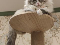 -怪兽屋·羊驼·猫咖·狗咖(俊华广场店)