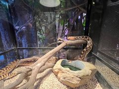 -正佳雨林生态植物园