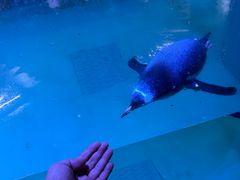 -暹罗海洋世界