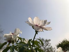 -合肥三国新城遗址公园