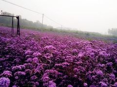 -紫颐香薰山谷景区