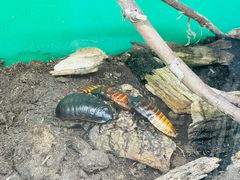 -上海大自然野生昆虫馆(东方明珠·爬宠昆虫探索中心)