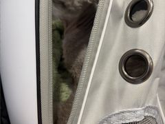 -宠物星动物医院·眼科·异宠·猫科(江南大道总院)