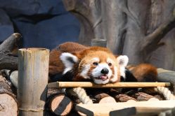 -Zoolung Zoolung动物主题公园(海信广场店)