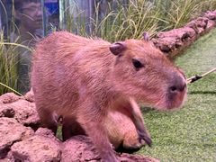 -正佳雨林生态植物园
