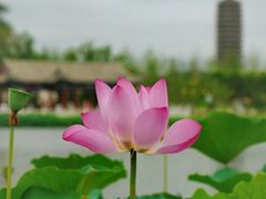 -西海子公园