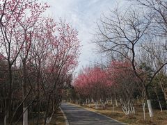 -大蜀山国家森林公园
