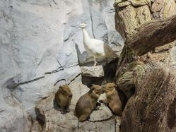 -Zoolung Zoolung动物主题公园(海信广场店)