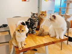 -有喵·猫咖·狗咖·30几只猫10只小狗(岗厦店)