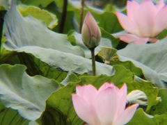-荔湾湖公园