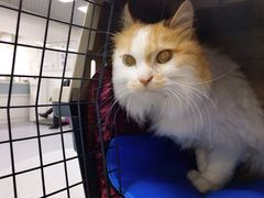 -达爱动物医院·犬猫分区·CT·复杂眼科(远洋山水分院)