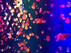 -成都浩海立方海洋公园