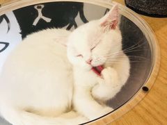 -喵匠猫主题咖啡(凯德和平广场店)