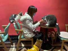 -猫色咖啡·猫咖