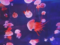 -上海海昌海洋公园
