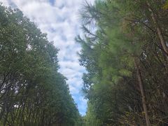 -雨花胜境