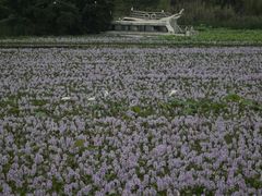 -白鹭湾湿地公园