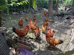 -老袁家蜜桃农场·阳山水蜜桃