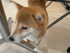 -共舞时光猫咖·狗咖(新街口店)