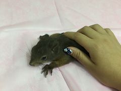 -北京观赏动物医院·24小时大型综合·猫专科·异宠专科