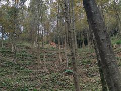 -广州市石门国家森林公园