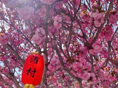 -莱阳濯村樱花园